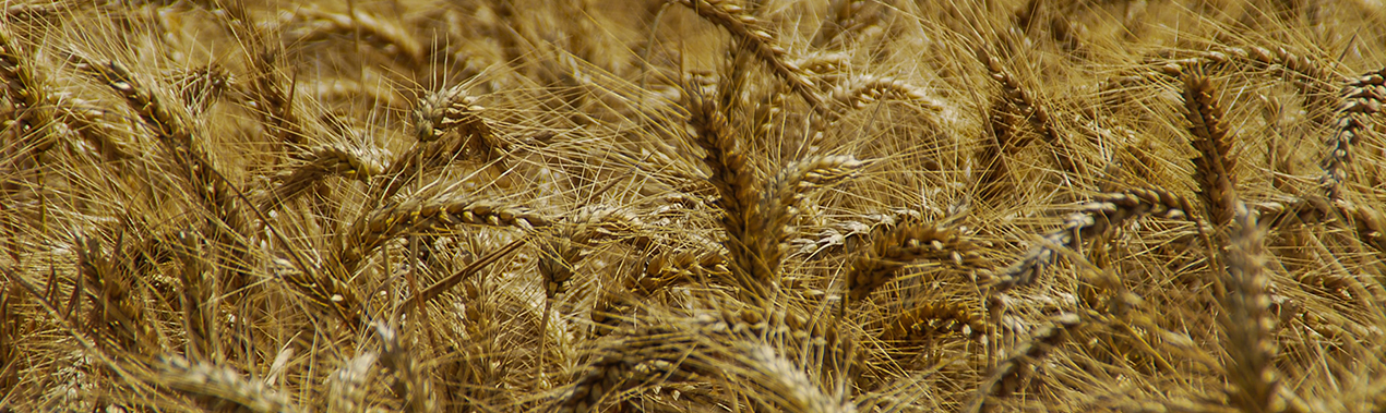 Allergies IgE-dépendantes au blé