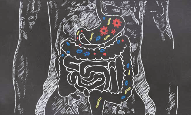 Microbiote intestinal et prévention des diarrhées nosocomiales